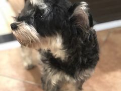 -more than meow吴止猫主题餐厅(承德 中船汇店)