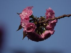 -高东镇樱花园