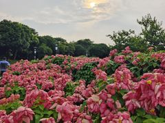 -立新湖公园