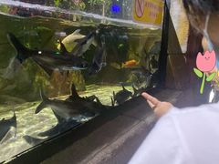 -顺德南宏海立方海洋公园