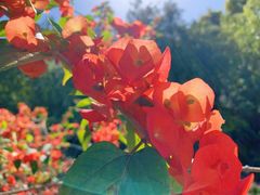 -深圳国际园林花卉博览园