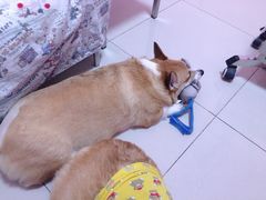-宠颐生中康贝怡动物医院