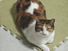 -红宝石·鲜奶小方(昌里店)