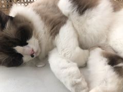 -白夜2D咖啡馆