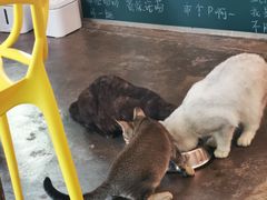 -喵屿·大理花园猫咖