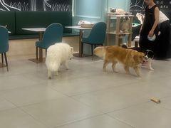 -安格丽娜·狗咖·猫咖羊驼咖(春熙路百盛商场店)