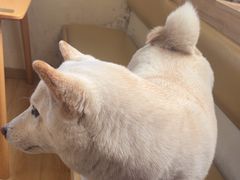 -柴の食堂·日式家庭料理·熊之肆(大学路店)