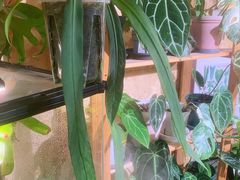 -Rabbit Cafe私房西餐甜点咖啡(栖霞路店)