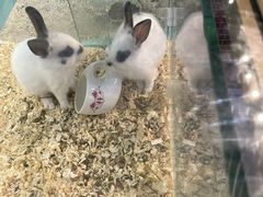 -宠物星动物医院·眼科·异宠·猫科(江南大道总院)