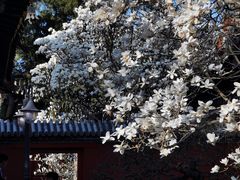 -北京艺术博物馆(万寿寺)