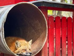-宫城藏王狐狸村