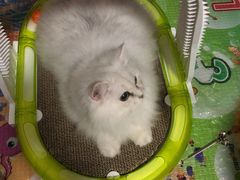 -猫大福·Fortune Cat猫舍(百子湾店)