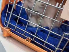 -纳吉亚猫专科动物诊疗中心(蒋宅口分院)