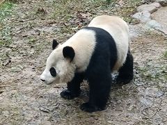 -都江堰中华大熊猫苑