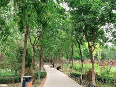 -大兴滨河森林公园