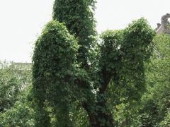 -善化寺