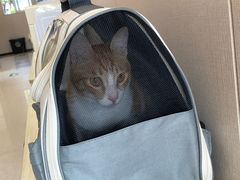 -瑞鹏宠物医院(大运分院)