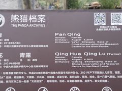-都江堰中华大熊猫苑