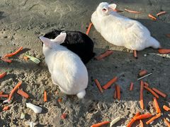 -栾川竹海野生动物园