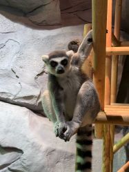 -Zoolung Zoolung动物主题公园(海信广场店)