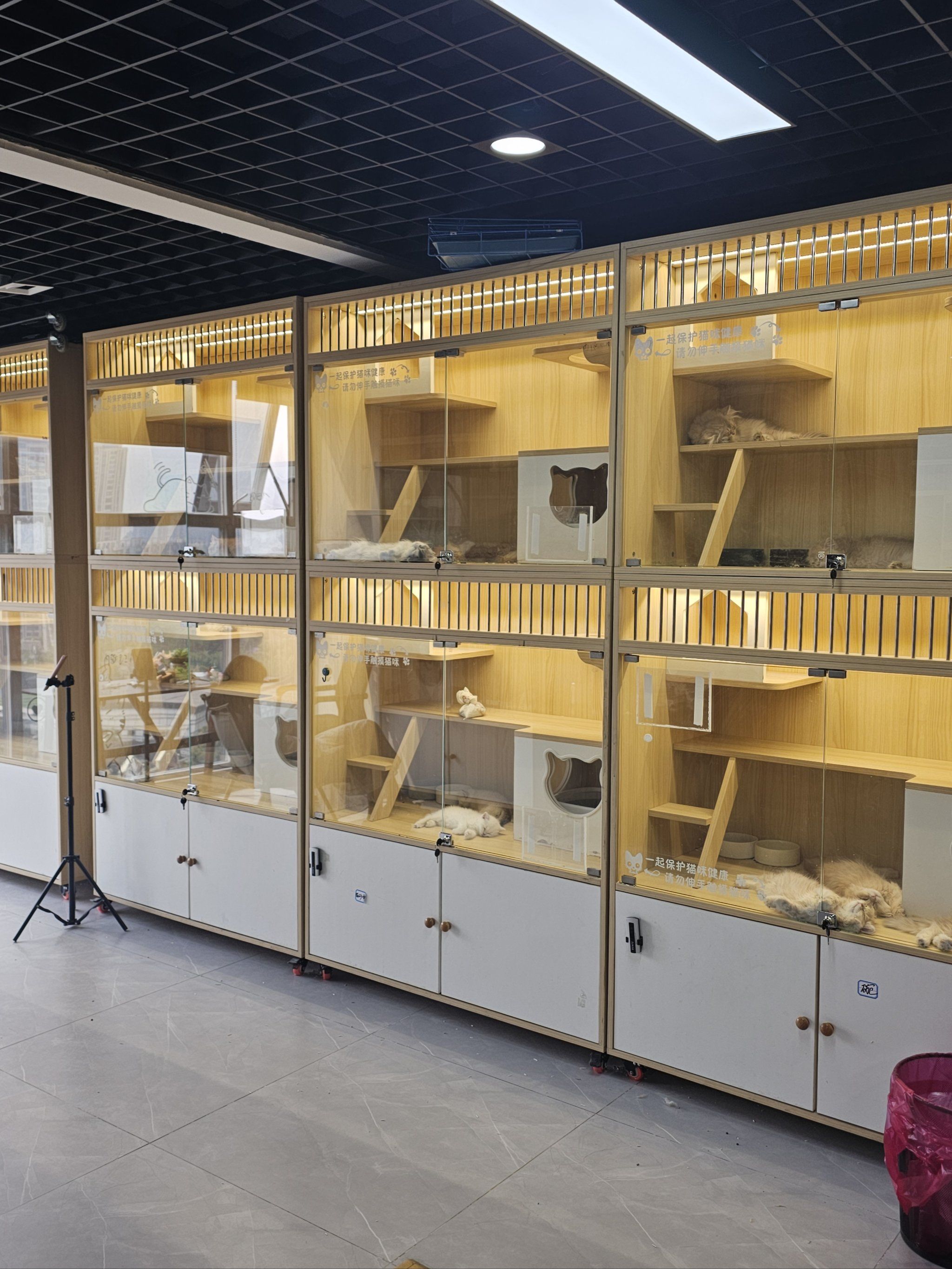 难怪了,在成都很少有猫舍,宠物店有这种配置吧.