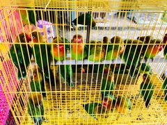 -桂林市花鸟市场