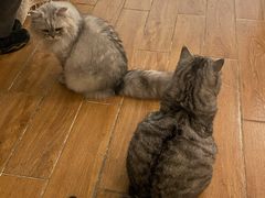 -猫友咖啡店(玉林西路店)