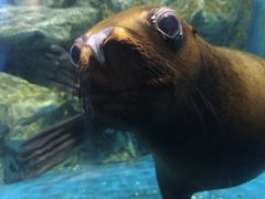 -锦艺城海洋馆