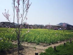 -田园东方蜜桃村的田野营地