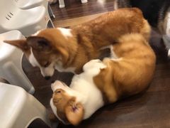 -柯斗斗主题餐厅·狗咖·围炉煮茶·茶饮(国瑞升平里店)