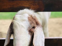 -上膳源有机农场