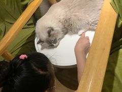 -滚猫咖啡·猫咖·猫友好撸猫(未来城店)