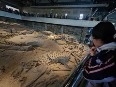 -自贡恐龙博物馆