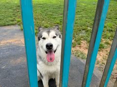 -趣玩宠物乐园寄养训犬训狗游泳池