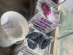 -马陆小张葡萄园农家乐