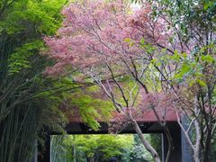 -杭州植物园