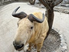 -北京野生动物园