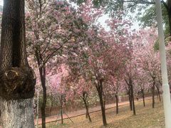 -广东花都湖国家湿地公园