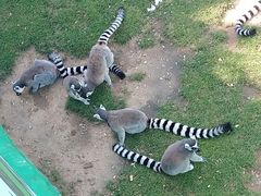 -西霞口神雕山野生动物世界