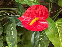 -正佳雨林生态植物园