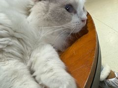 -藏猫猫咖啡主题馆(中央大道店)