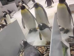 -大连圣亚海洋世界
