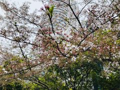-玛格萝妮比萨屋(四平店)