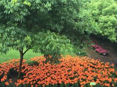 iphone_upload_pic-蠡湖中央公园