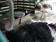 -吉隆坡雀鸟公园