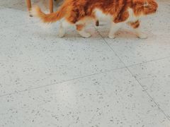 -喵园·猫主题咖啡厅·撸猫·猫咖(国贸店)