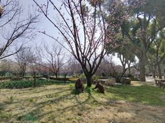 -苏州上方山国家森林公园