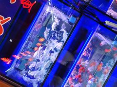 -大自然花鸟鱼虫市场