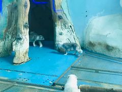 -泉城欧乐堡海洋极地世界