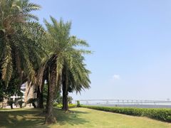 -大湾区中央湿地公园
